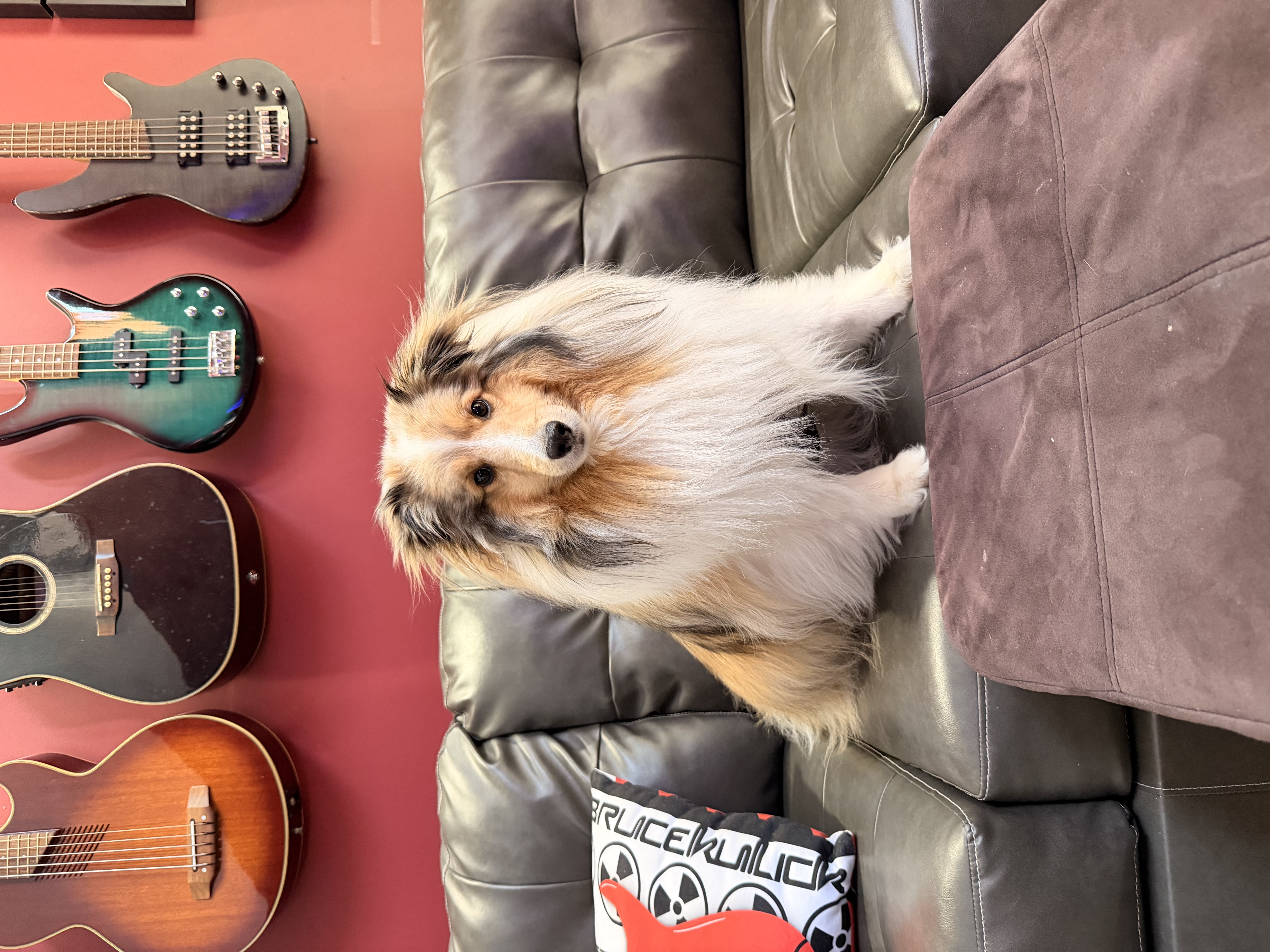 The SodaPop House dog sitting beneath a wall of guitars